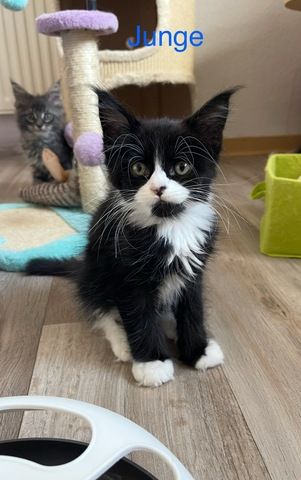 Maine Coon Kitten