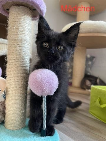 Maine Coon Kitten
