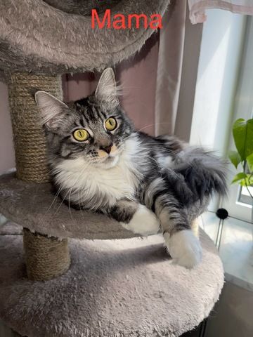 Maine Coon Kitten