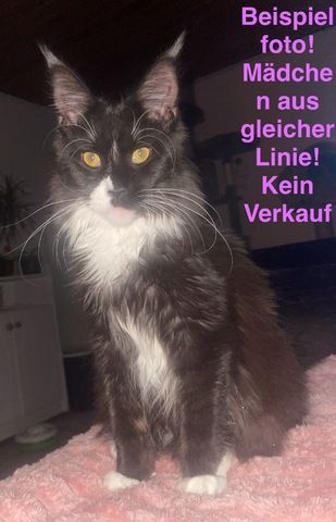 Maine Coon Kitten