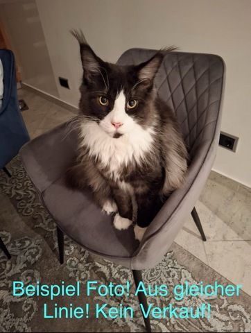 Maine Coon Kitten
