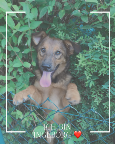 DREI SÜẞE HUNDEKINDER SUCHEN NOCH EIN ZUHAUSE