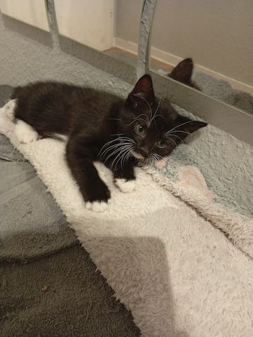 Süße BKH Mix kitte