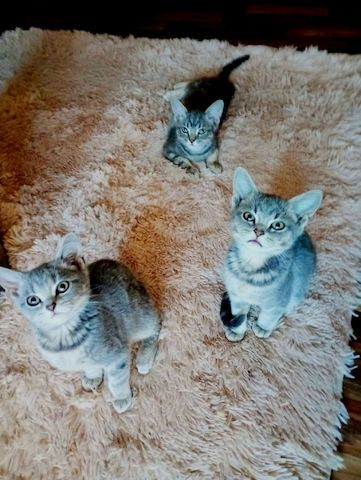 British Kurzhaar Kitten die ein liebevolles Zuhause suchen