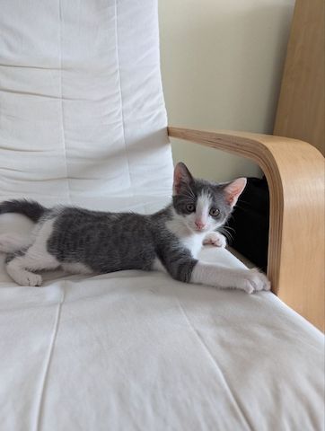 Süße Katzenbabys zu verkaufen