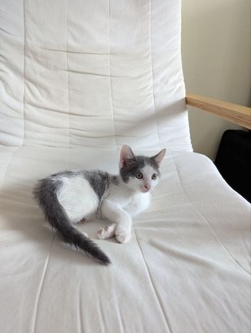 Süße Katzenbabys zu verkaufen