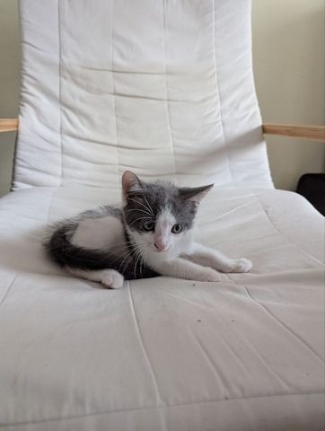 Süße Katzenbabys zu verkaufen