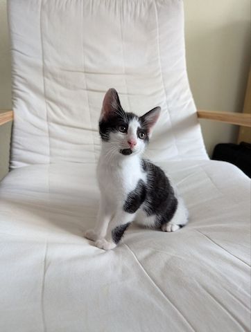Süße Katzenbabys zu verkaufen