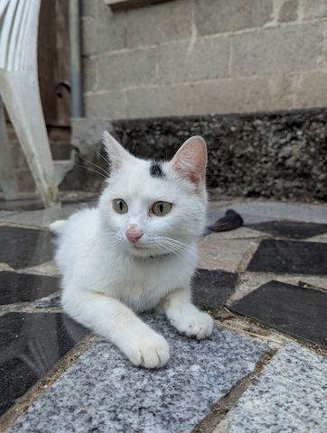 Süße Katzenbabys zu verkaufen