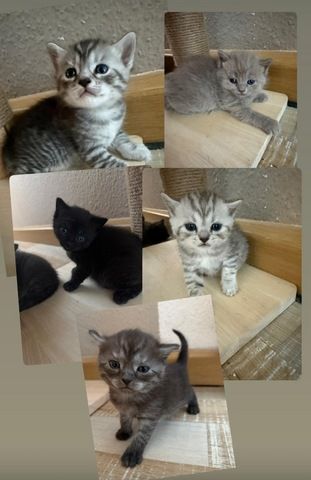 5 süße BKH Kitten suchen ab Anfang September ein neues zu Hause!