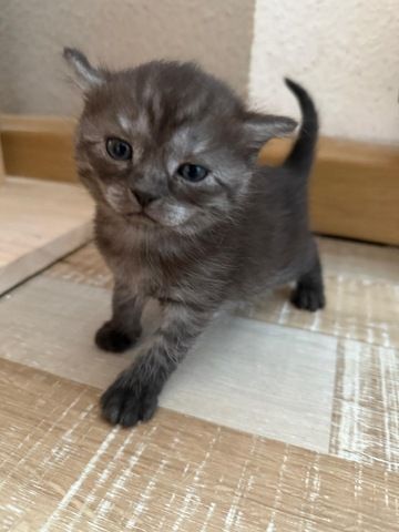 5 süße BKH Kitten suchen ab Anfang September ein neues zu Hause!