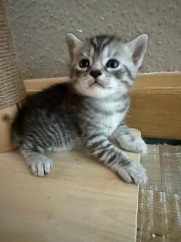 5 süße BKH Kitten suchen ab Anfang September ein neues zu Hause!
