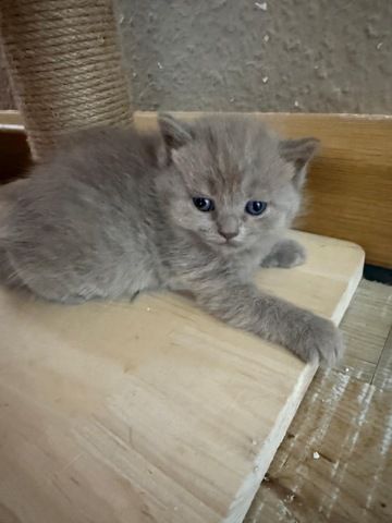 5 süße BKH Kitten suchen ab Anfang September ein neues zu Hause!