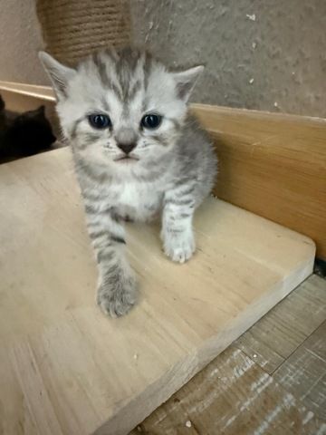 5 süße BKH Kitten suchen ab Anfang September ein neues zu Hause!