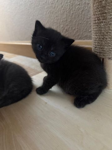 5 süße BKH Kitten suchen ab Anfang September ein neues zu Hause!