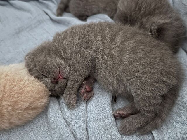 wunderschöne BKH Kitten