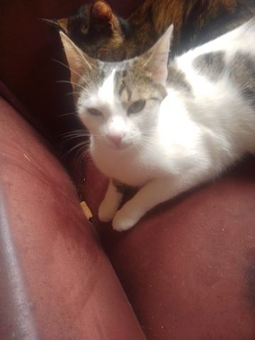Katze