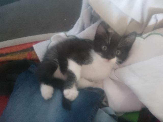 Katze