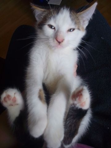 Kater