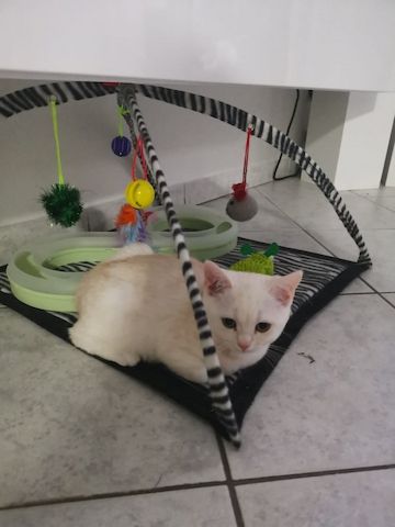 BKH Kitten