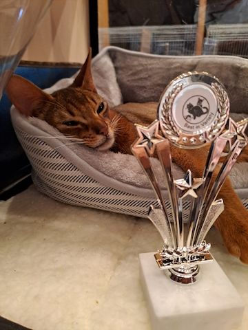 Minipuma sucht neue Dosenöffner