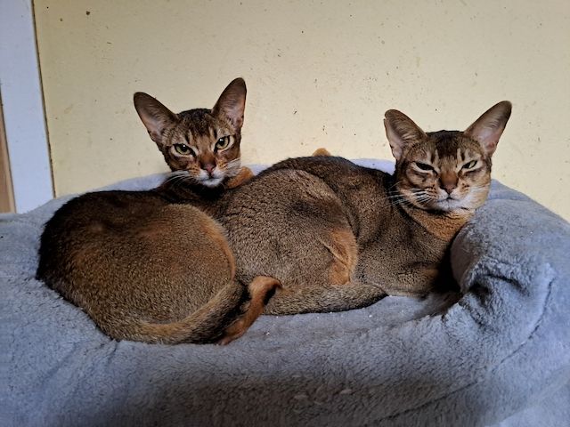 Minipuma sucht neue Dosenöffner