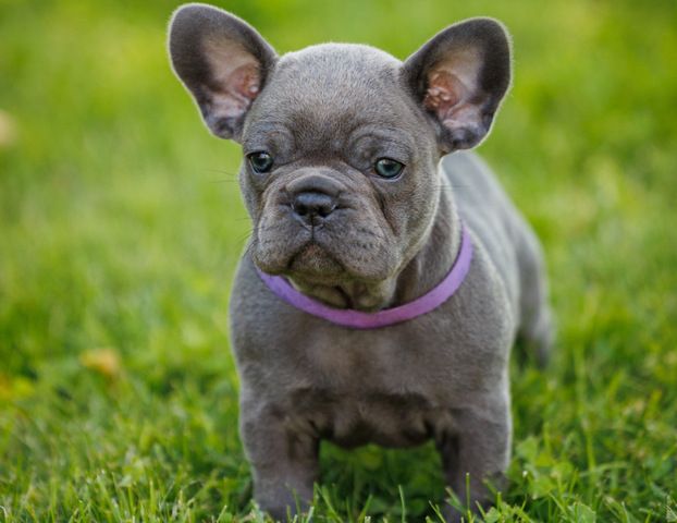 Französische Bulldogge Welpe Mädchen Blue Silver Farbe mit Ahnentafeln