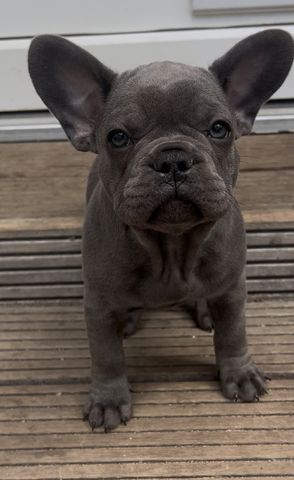 Französische Bulldogge Welpe Mädchen Blue Silver Farbe mit Ahnentafeln