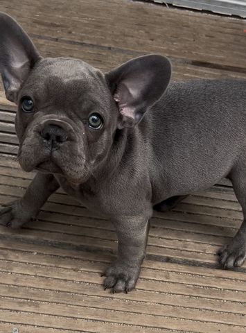Französische Bulldogge Welpe Mädchen Blue Silver Farbe mit Ahnentafeln