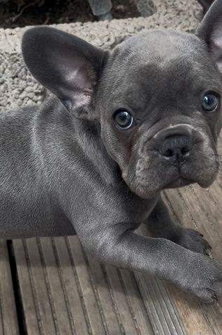 Französische Bulldogge Welpe Mädchen Blue Silver Farbe mit Ahnentafeln