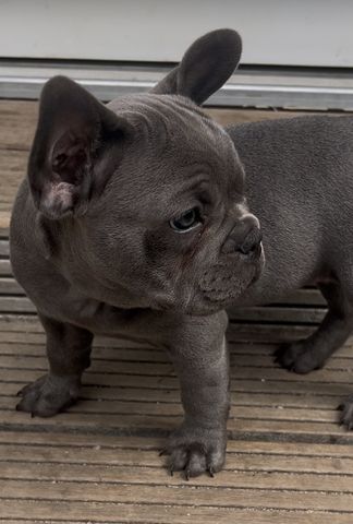 Französische Bulldogge Welpe Mädchen Blue Silver Farbe mit Ahnentafeln