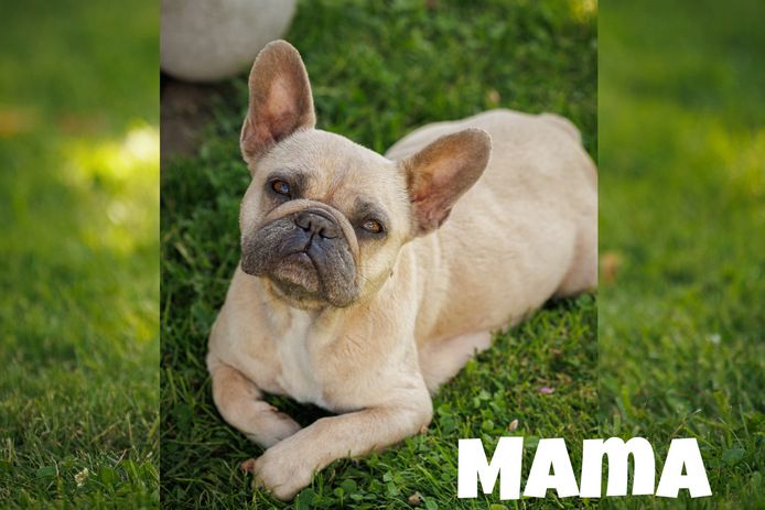 Französische Bulldogge Welpe Mädchen Blue Silver Farbe mit Ahnentafeln