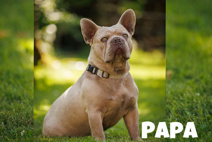 Französische Bulldogge Welpe Mädchen Blue Silver Farbe mit Ahnentafeln