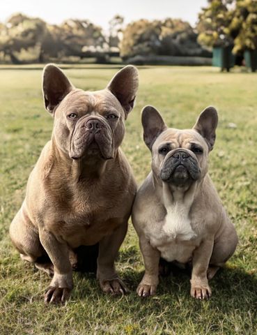 Französische Bulldogge Welpe Mädchen Blue Silver Farbe mit Ahnentafeln