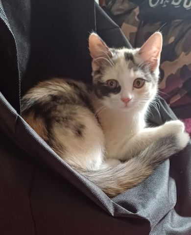 2 Mix Kitten 12 Wochen und 1 Mix Dame 6 Monate suchen vielleicht genau Dich!