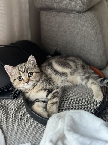 Bkh britisch Kurzhaar kitten Katzen reinrassig