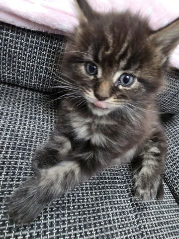 Unsere wunderschöne Maine Coon Prinzessin sucht bald ein liebevolles Zuhause auf Lebenszeit! ❤️