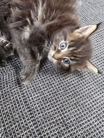 Unsere wunderschöne Maine Coon Prinzessin sucht bald ein liebevolles Zuhause auf Lebenszeit! ❤️