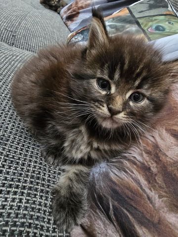Unsere wunderschöne Maine Coon Prinzessin sucht bald ein liebevolles Zuhause auf Lebenszeit! ❤️