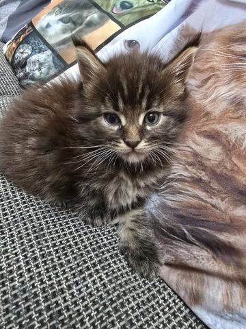 Unsere wunderschöne Maine Coon Prinzessin sucht bald ein liebevolles Zuhause auf Lebenszeit! ❤️