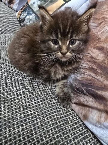 Unsere wunderschöne Maine Coon Prinzessin sucht bald ein liebevolles Zuhause auf Lebenszeit! ❤️