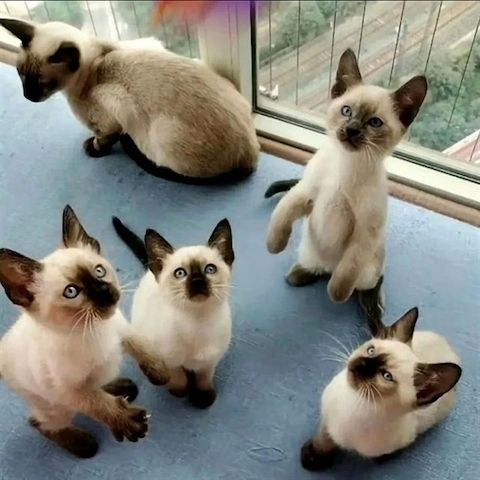Siamkätzchen zur kostenlosen Adoption