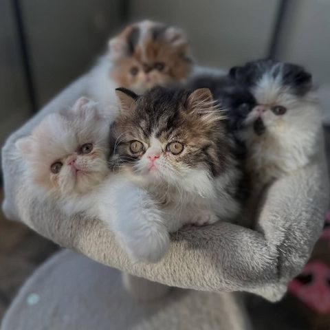 Perserkätzchen zur Adoption