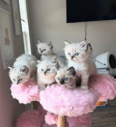 Ragdoll-Kätzchen verfügbar