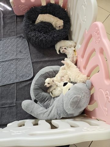 Bichon Frisé Welpen mit Papiere