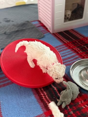 Bichon Frisé Welpen mit Papiere
