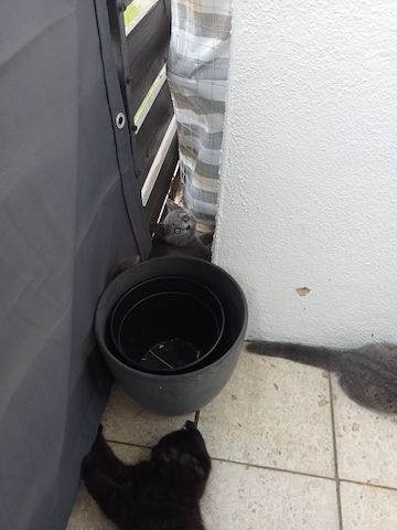 BKH  Kitten 