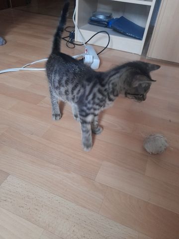 Katerchen sucht liebevolle Zuhause