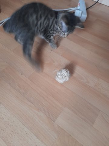 Katerchen sucht liebevolle Zuhause