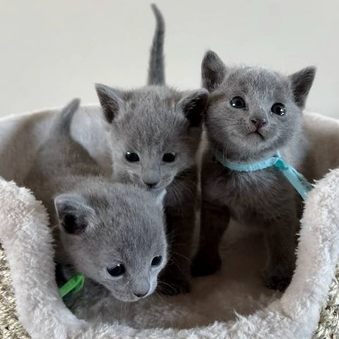 Süße Russisch Blau Kätzchen zur kostenlosen Adoption